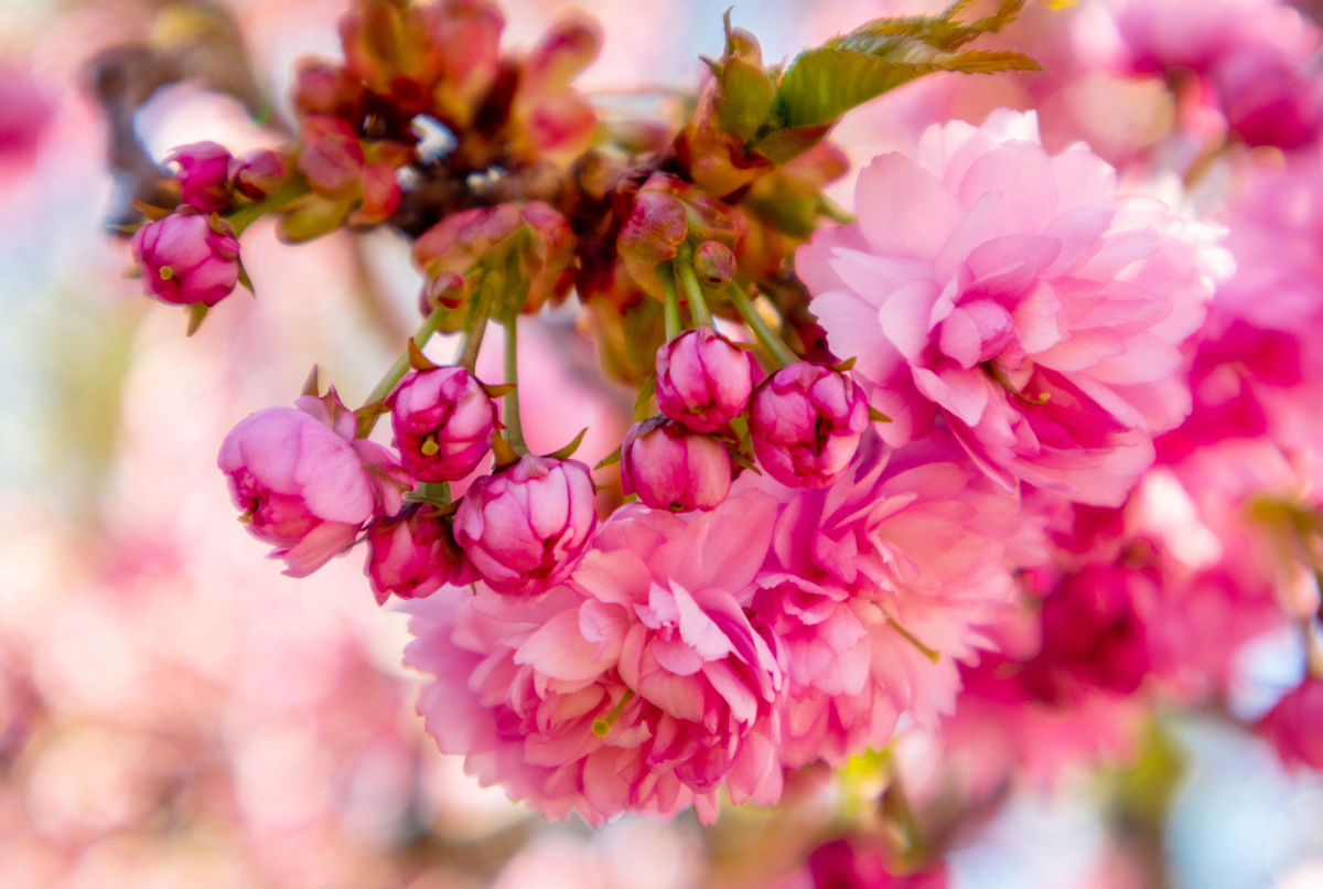 Bad Langensalza Kirschblüte